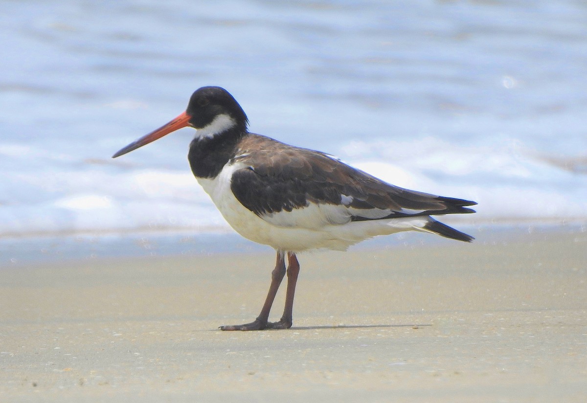 Eurasian Oystercatcher - Afsar Nayakkan