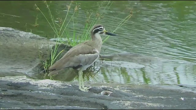 Great Thick-knee - ML371074631