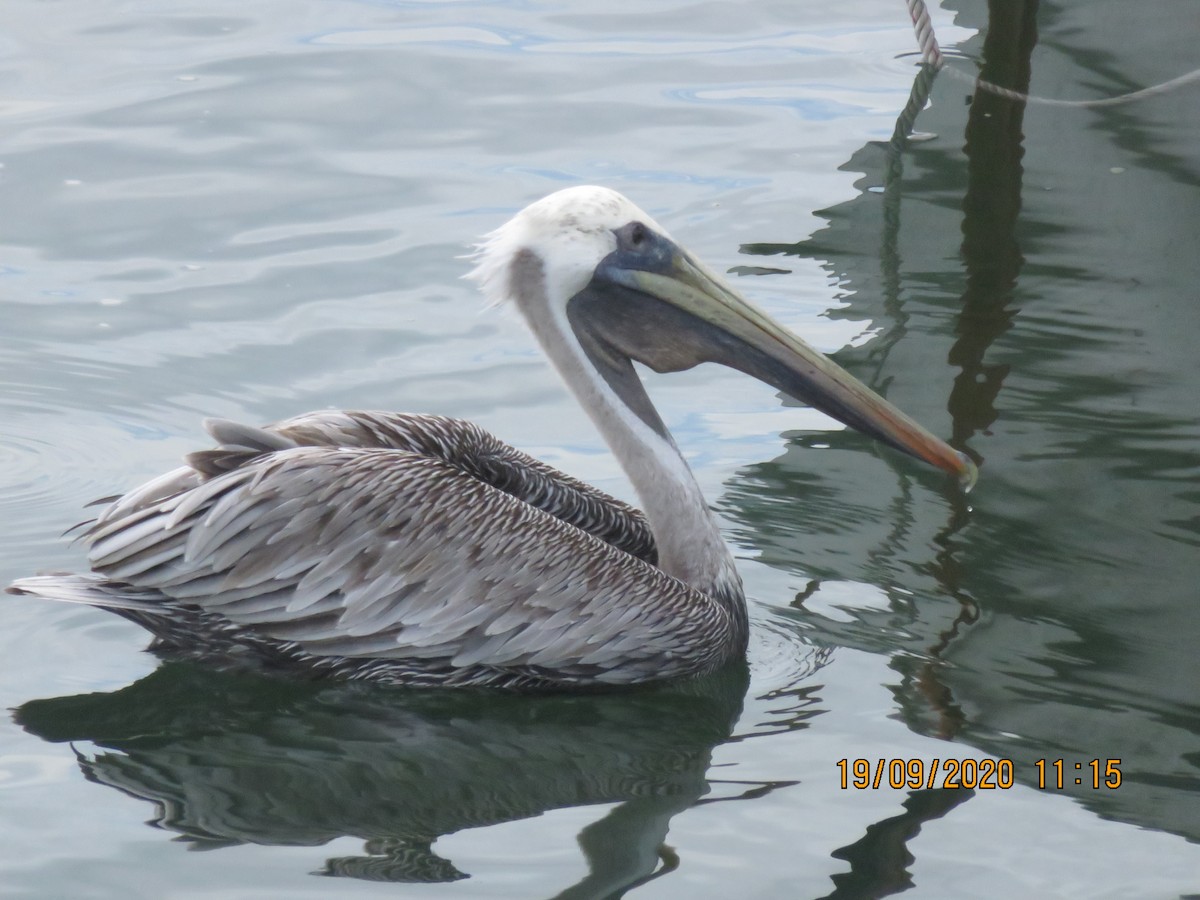 pelikán hnědý - ML371074711