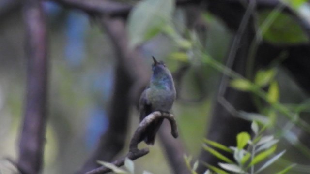 kolibřík pestrý - ML371074731