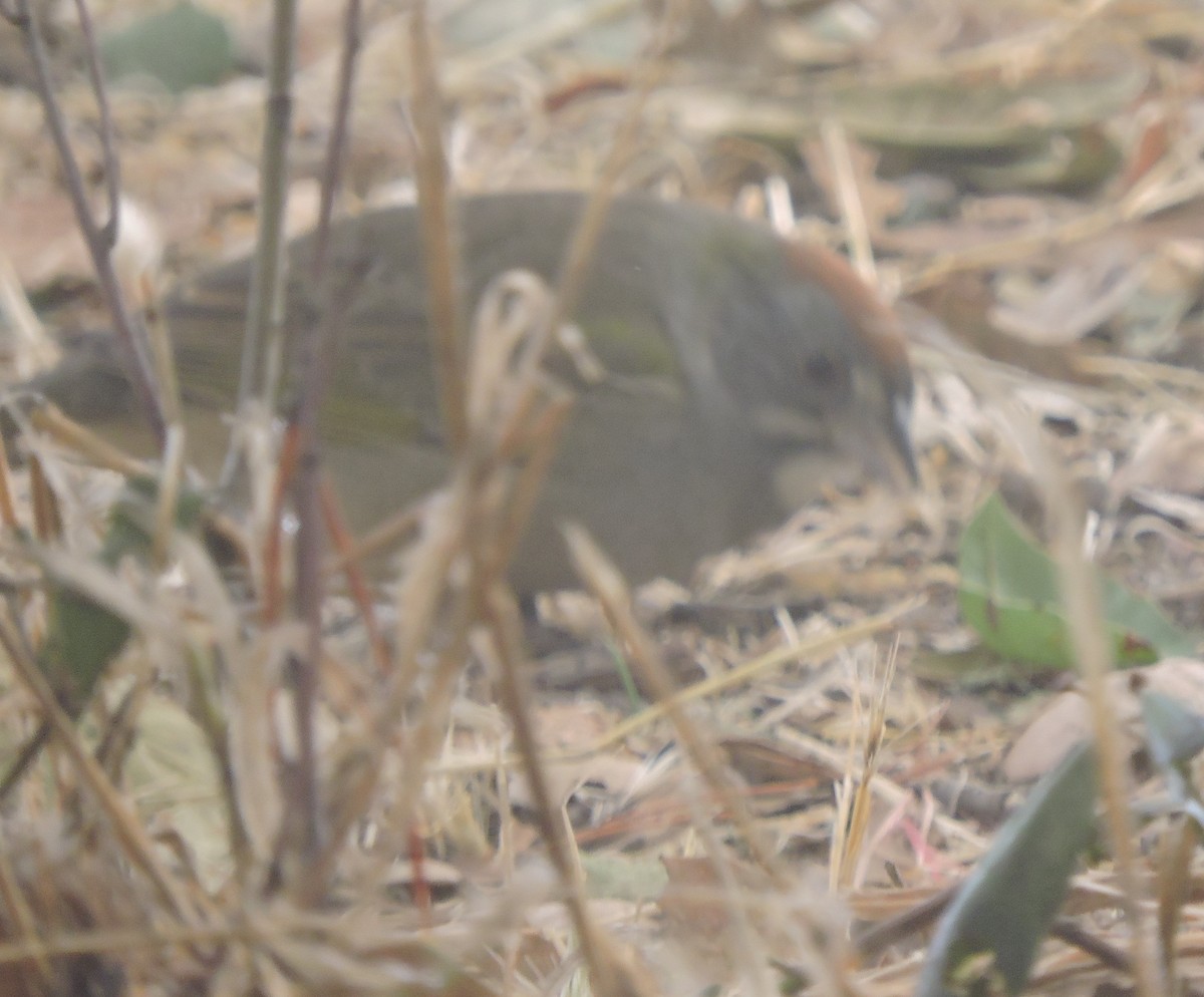 Green-tailed Towhee - ML371076331