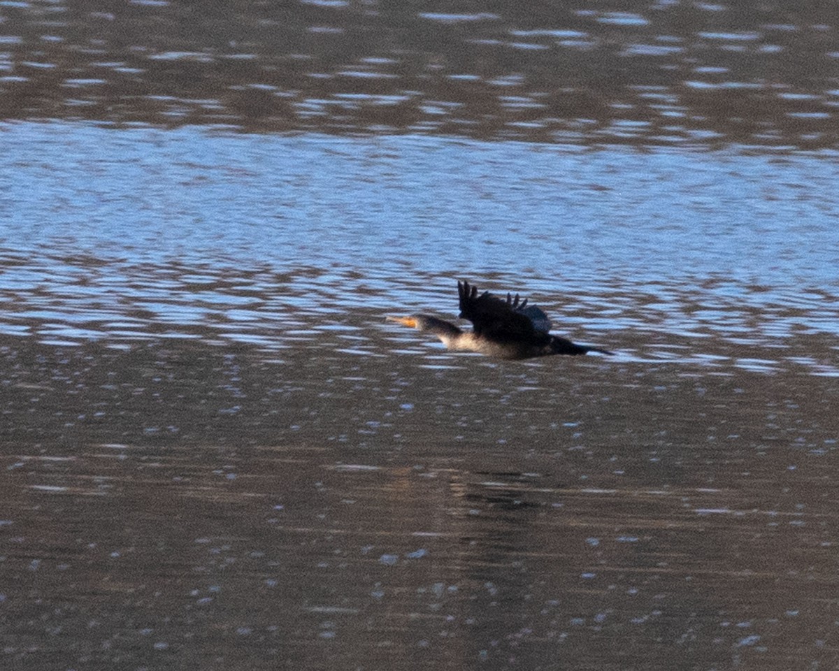 Double-crested Cormorant - ML371077141