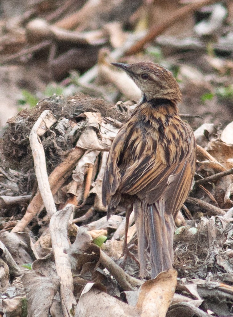 Striated Grassbird - Zaber Ansary -BirdingBD Tours