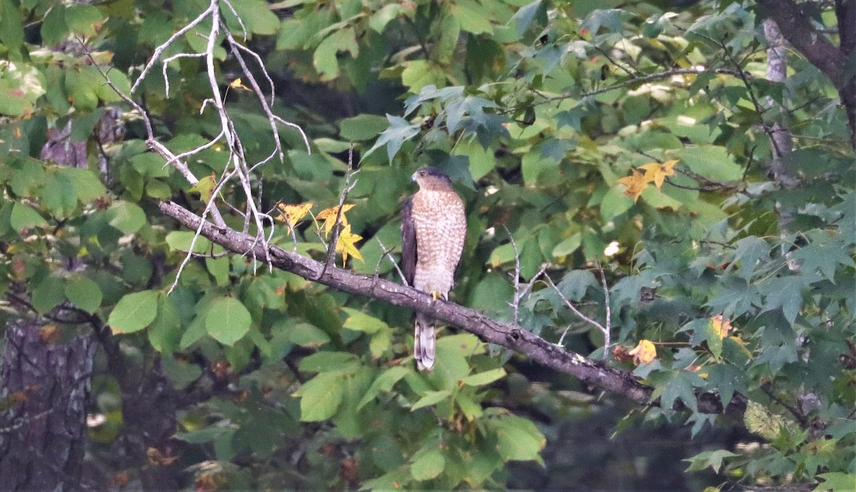 Cooper's Hawk - ML371078111