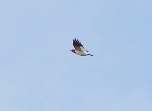 Red-headed Woodpecker - ML371079561