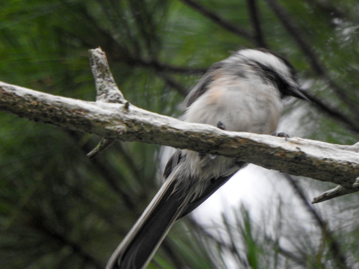 Black-capped Chickadee - Barbara McLean