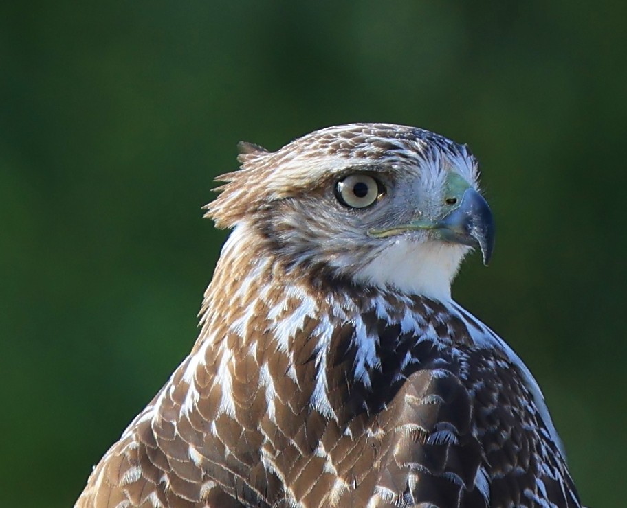 Rotschwanzbussard (borealis) - ML371083701