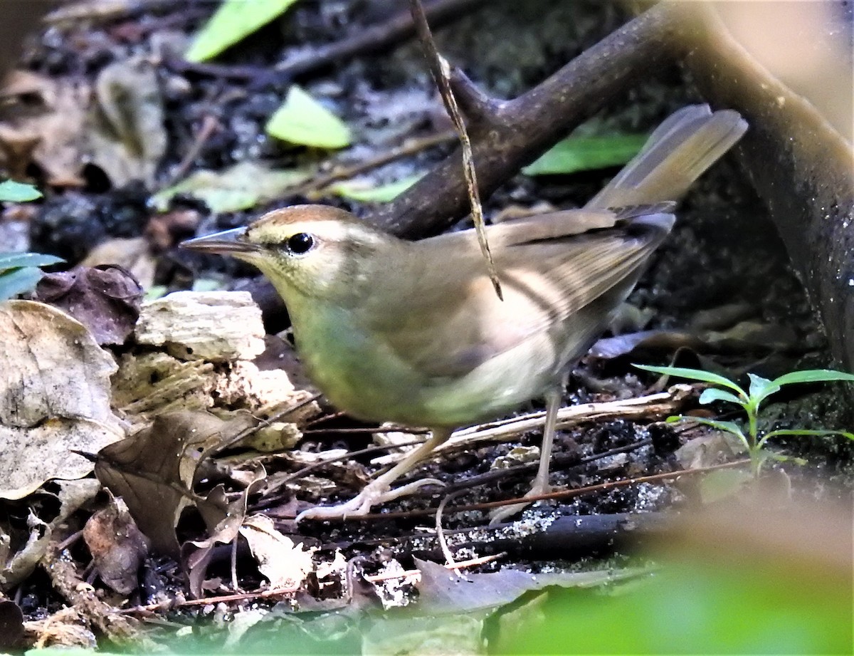 Swainson's Warbler - ML371084441