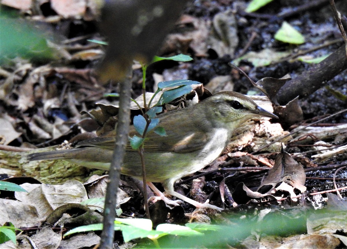 Swainson's Warbler - ML371084891