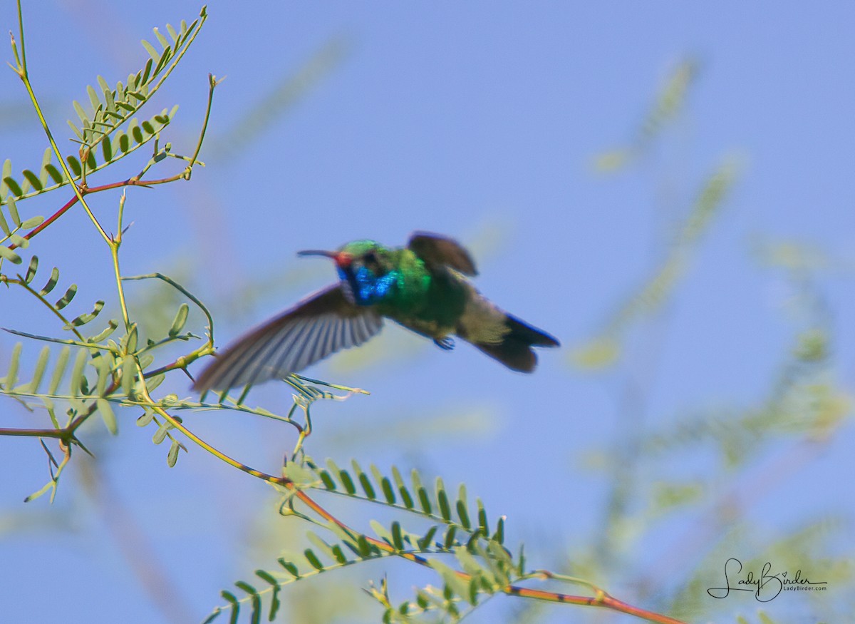 Broad-billed Hummingbird - ML371085441