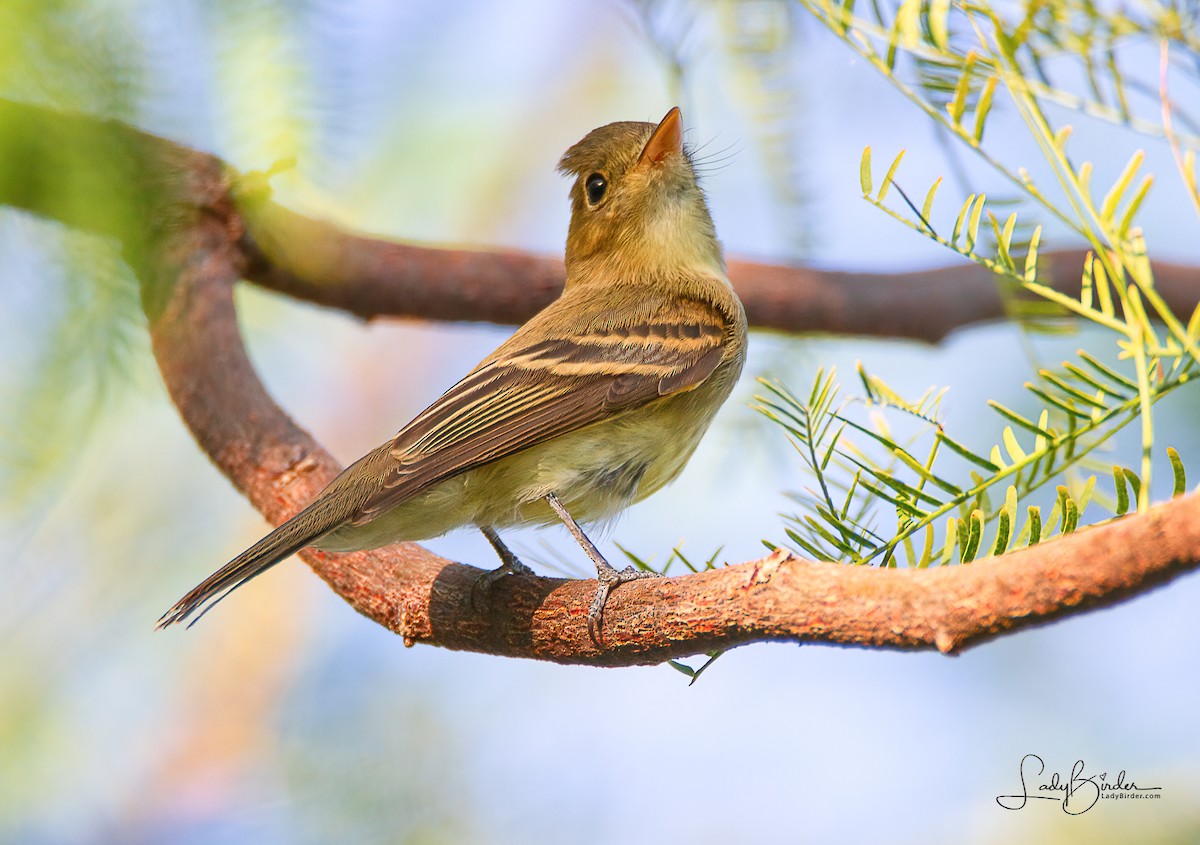 Western Flycatcher (Pacific-slope) - ML371085521
