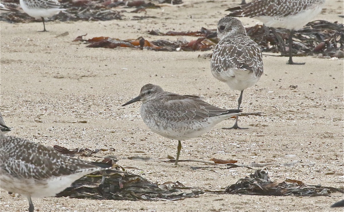 Red Knot - ML371085671