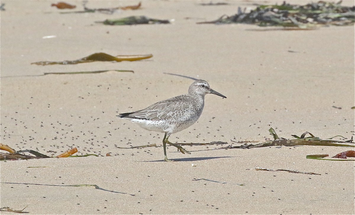 Red Knot - ML371086231