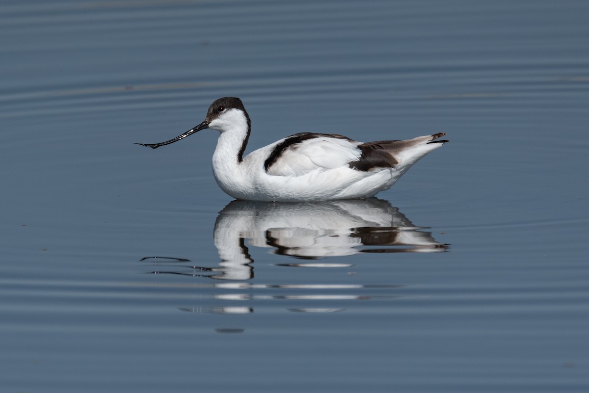 Pied Avocet - ML371086451