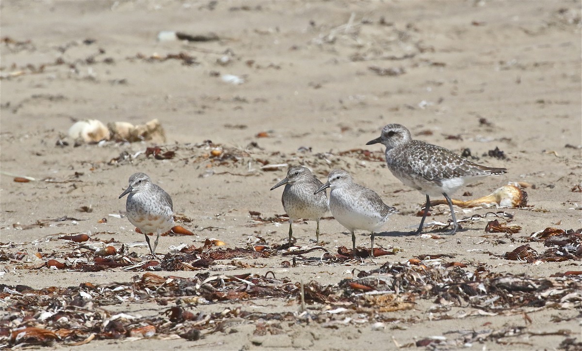 Red Knot - ML371086611