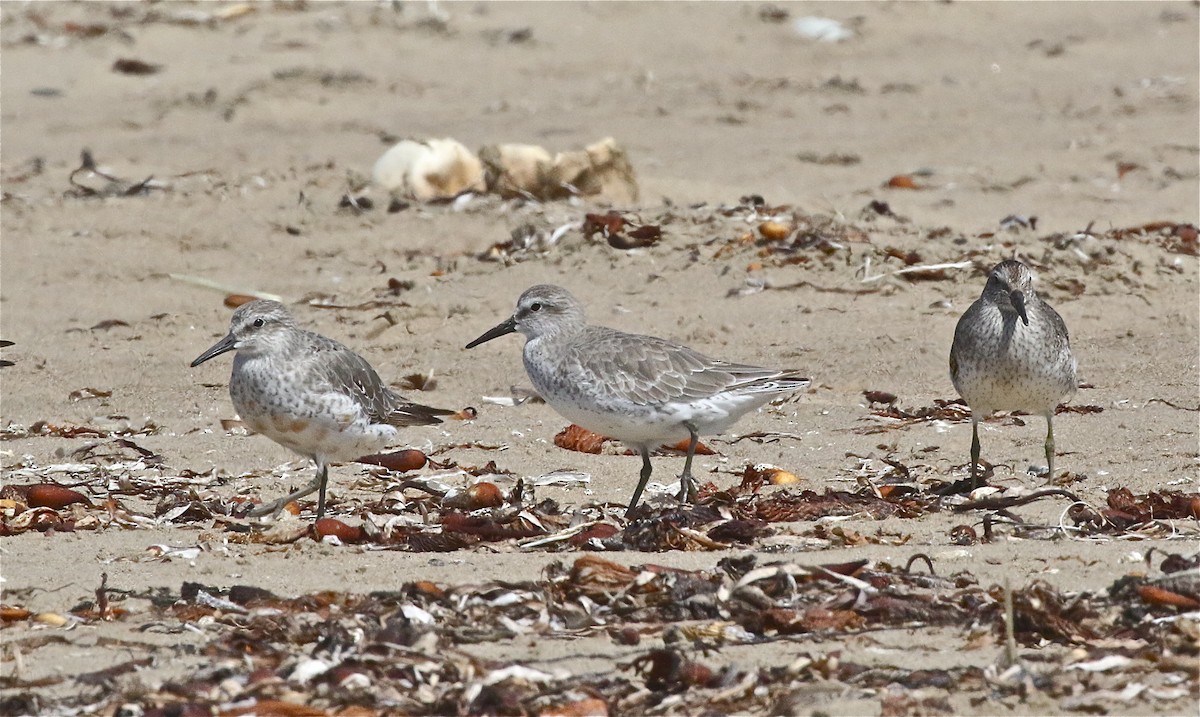 Red Knot - ML371086811