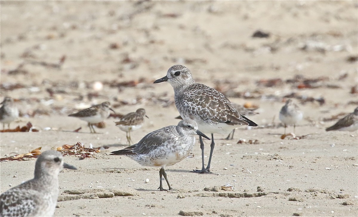 Red Knot - ML371087061