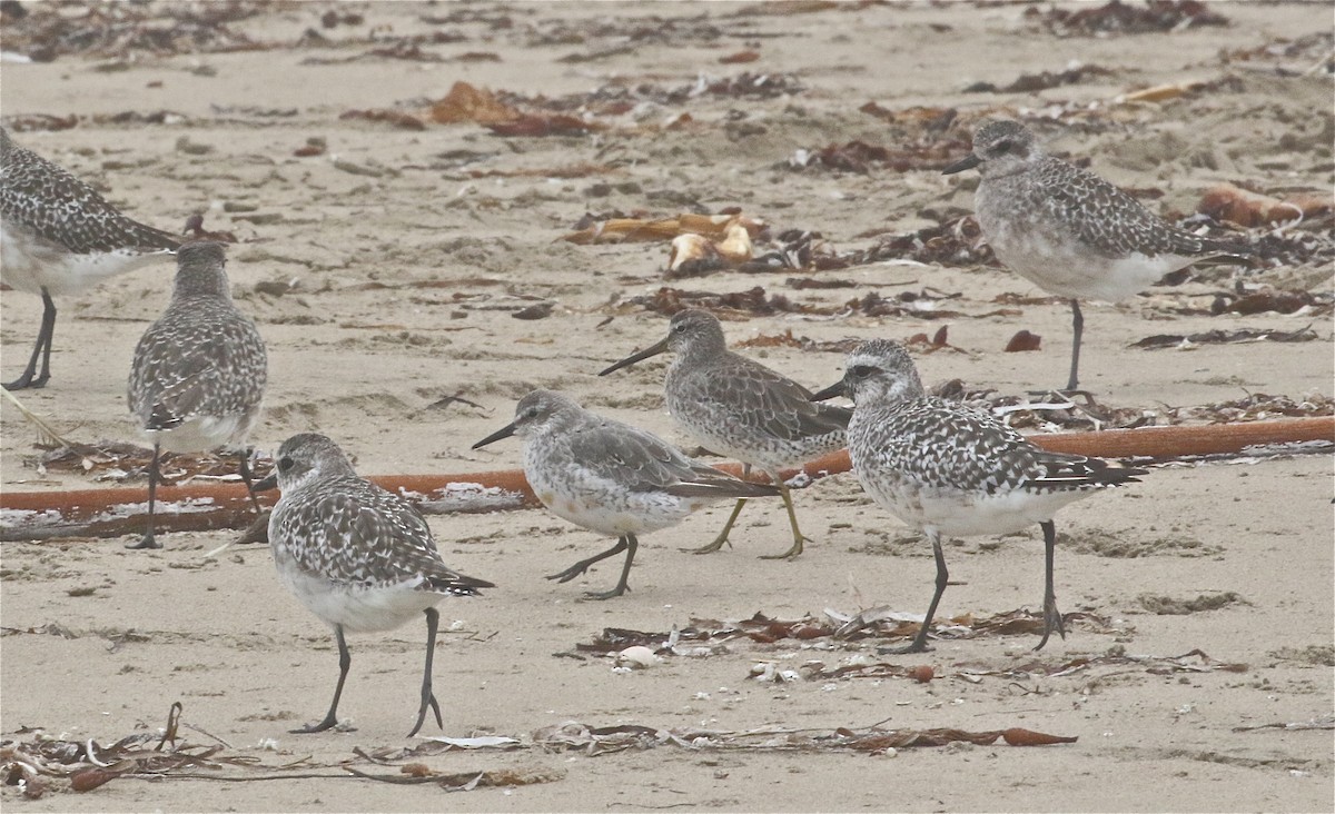 Red Knot - ML371087461