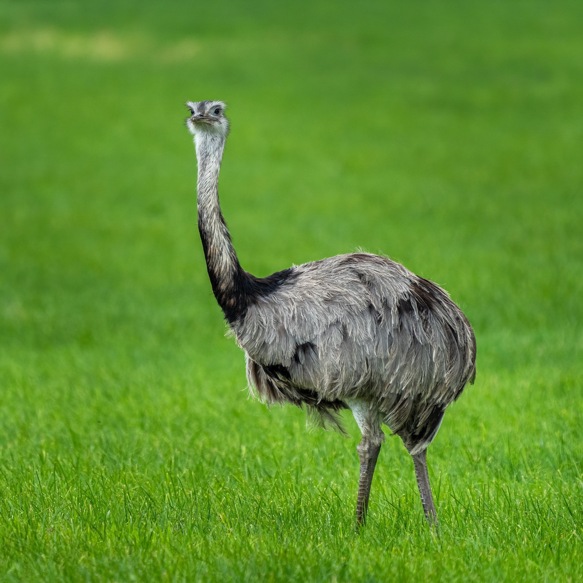 Greater Rhea - ML371087641