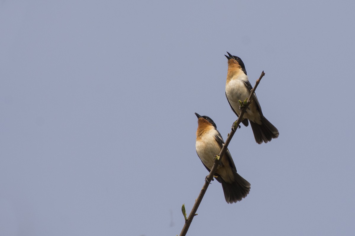 White-rumped Tanager - ML371087801