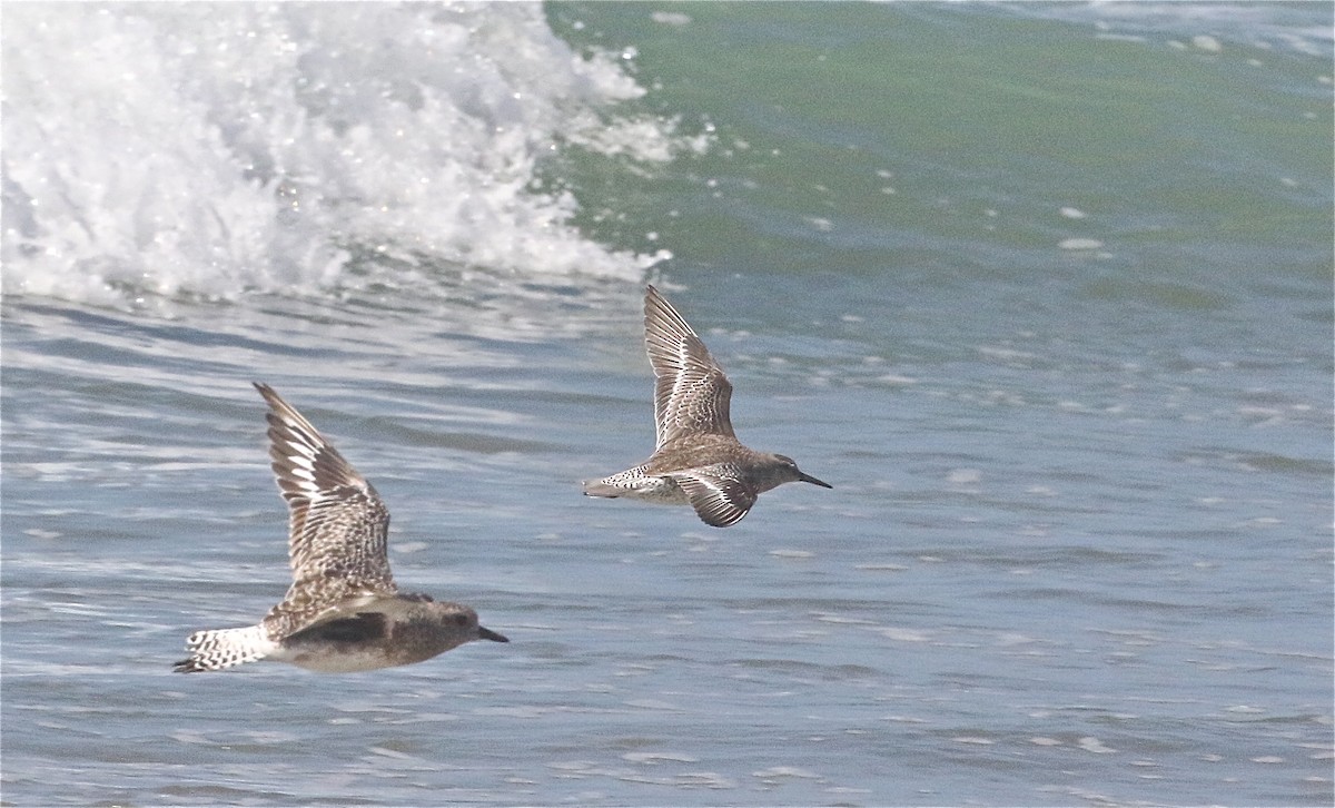 Red Knot - ML371087821