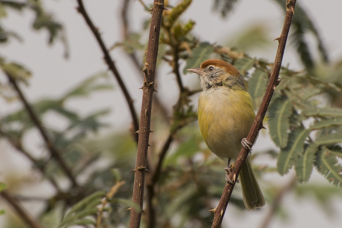 Gray-eyed Greenlet - ML371087831