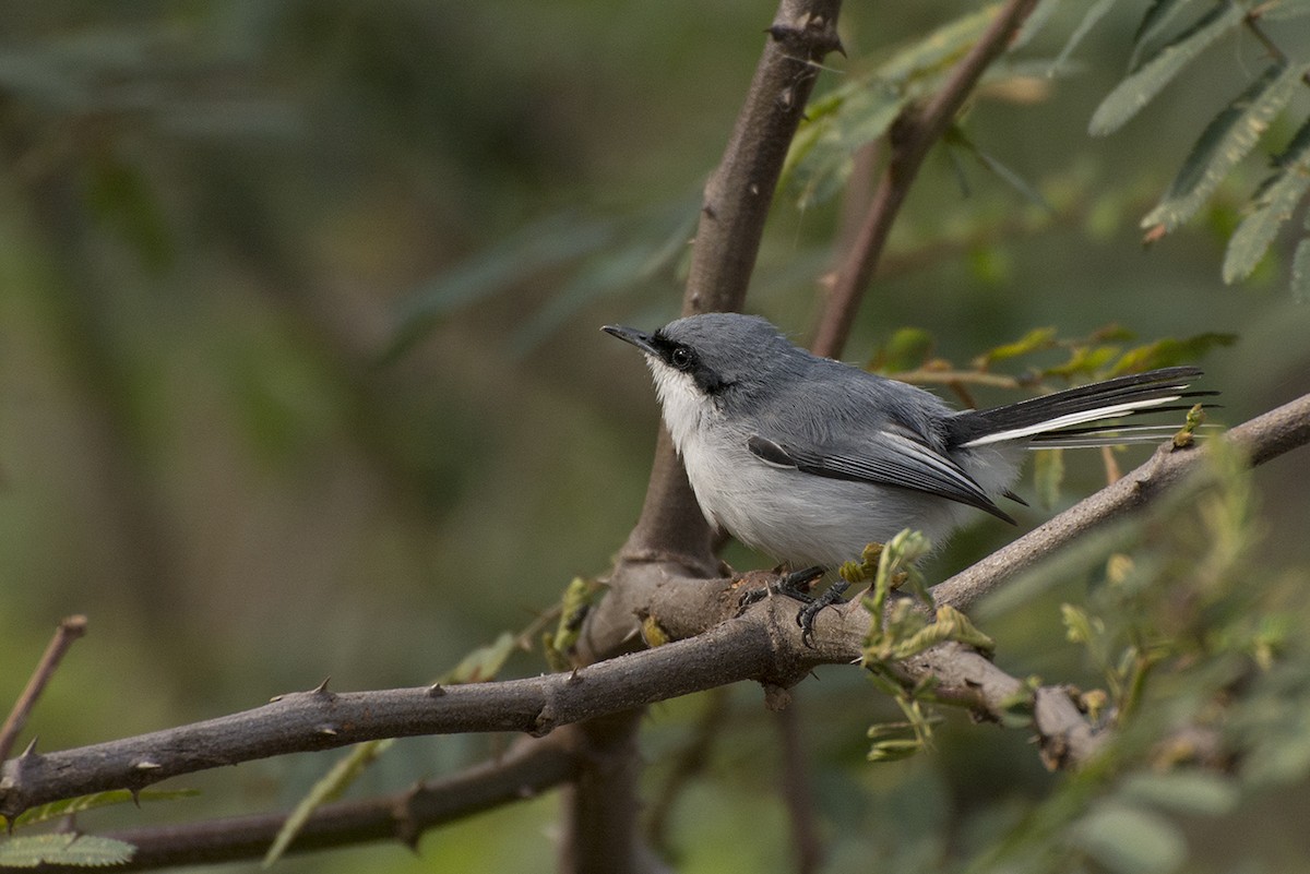 leskot škraboškový - ML371087851