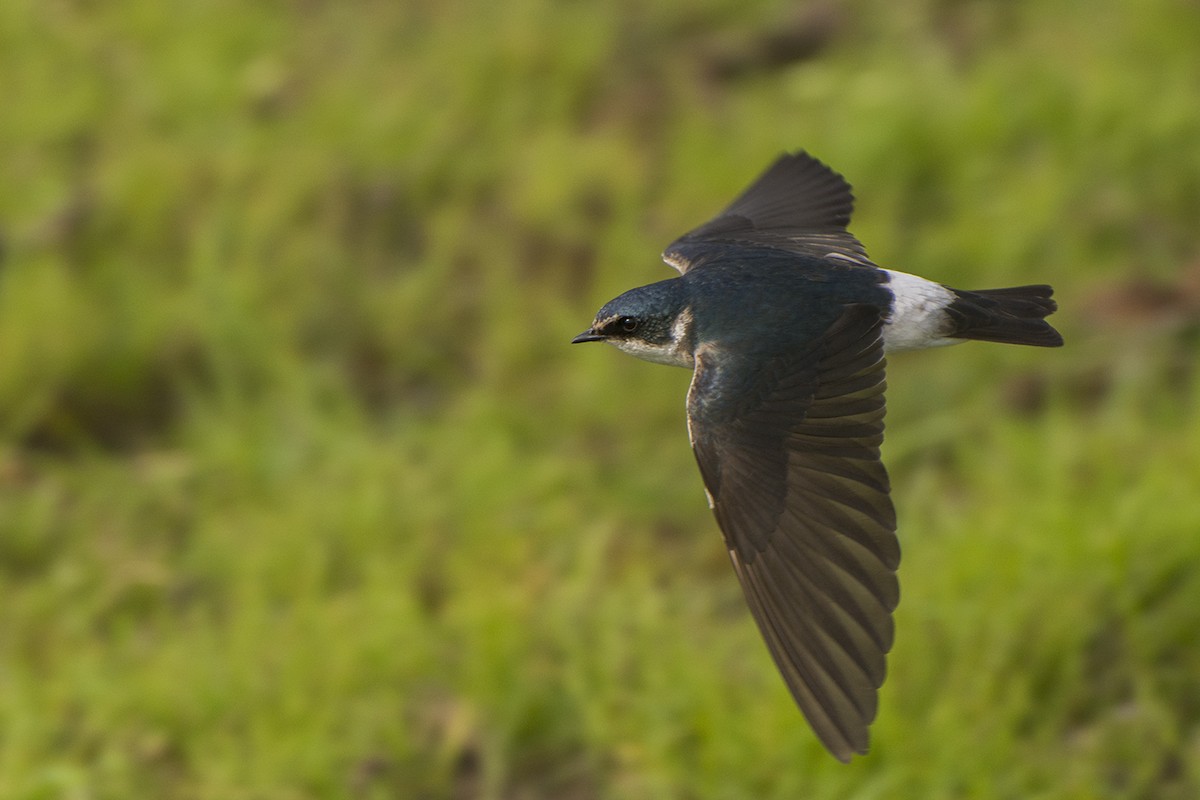 vlaštovka bělokostřecová - ML371087981