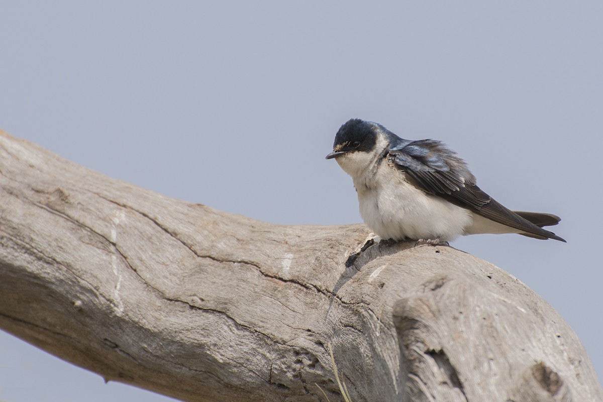 Golondrina Cejiblanca - ML371088001