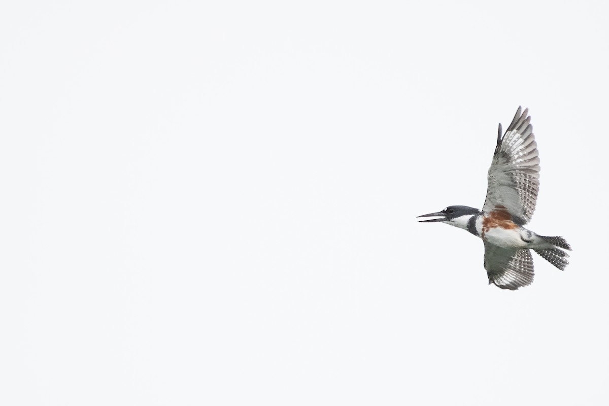 Belted Kingfisher - ML371088231