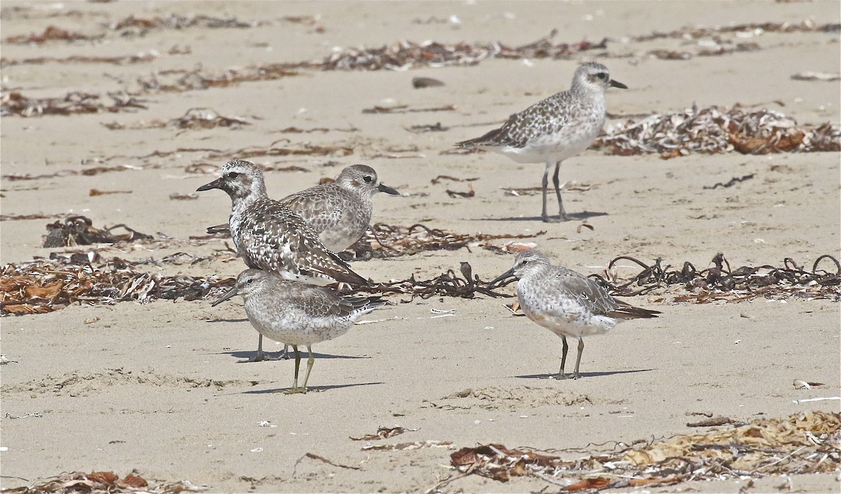 Red Knot - ML371088751