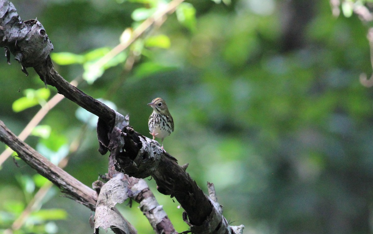 Ovenbird - ML371089941