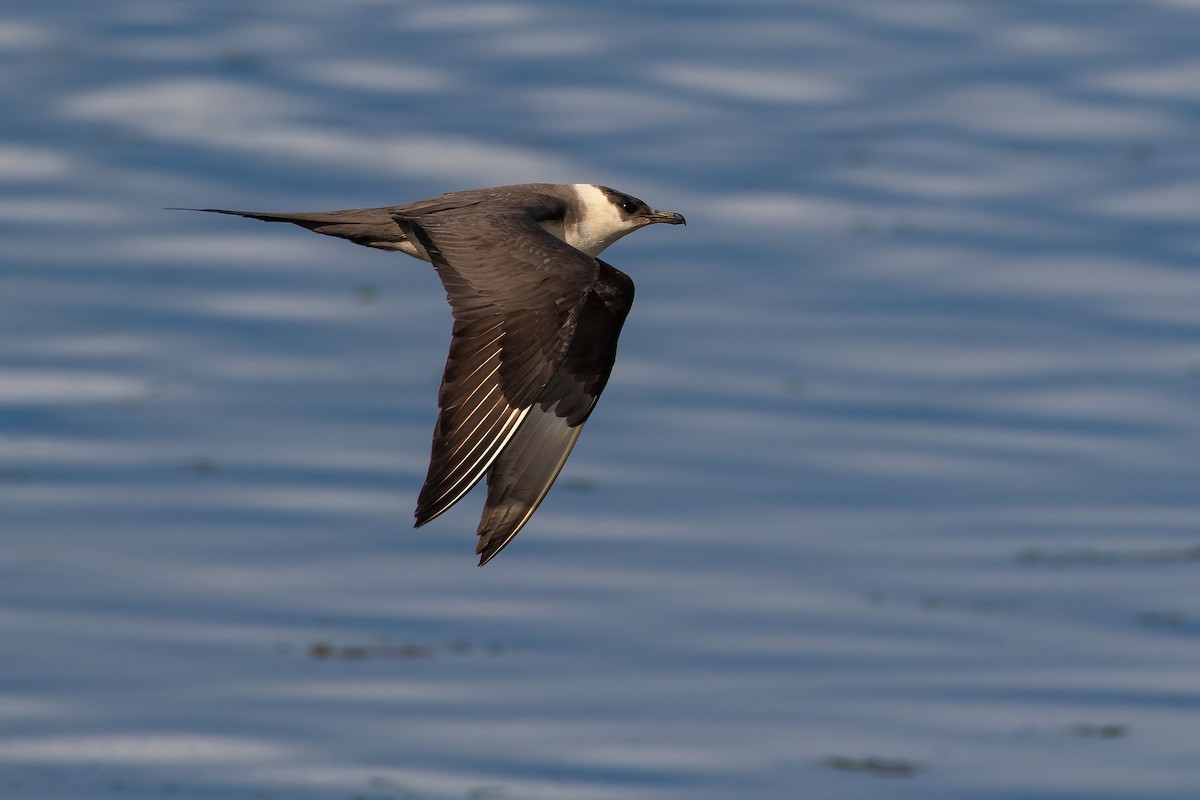 Parasitic Jaeger - James MacKenzie