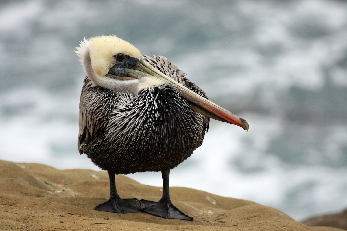 Brown Pelican - Tim Lenz