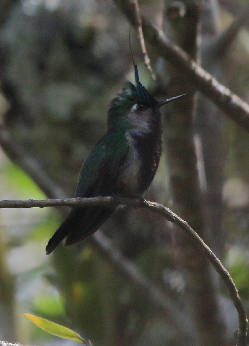 Green-crowned Plovercrest - ML37109121