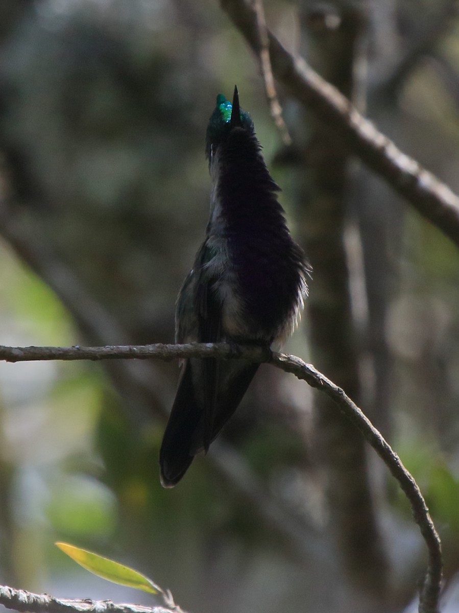 Green-crowned Plovercrest - ML37109141