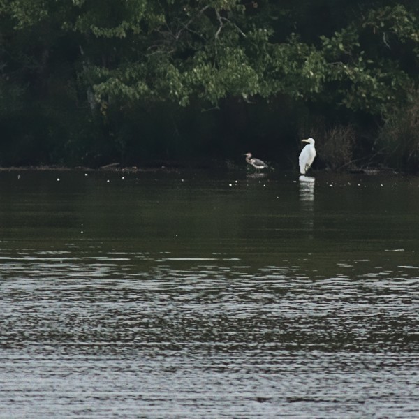 Tricolored Heron - ML371092861