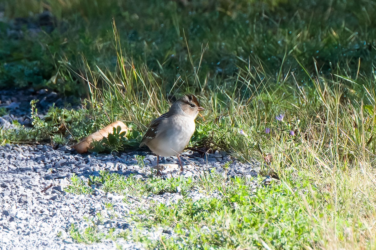 White-crowned Sparrow - ML371093251