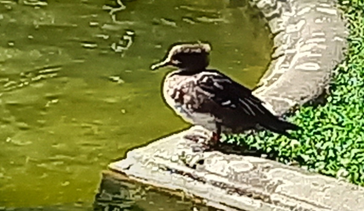 Hooded Merganser - ML371093621