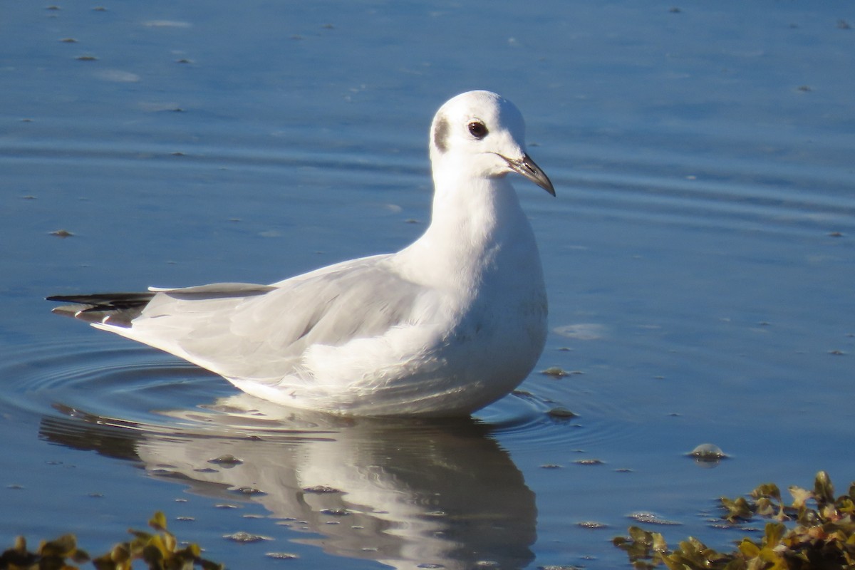 Bonaparte's Gull - Becky Marvil