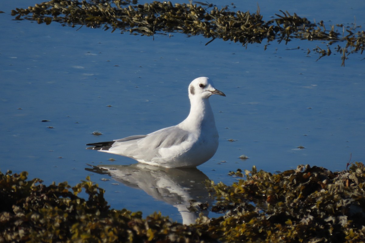 Bonaparte's Gull - Becky Marvil