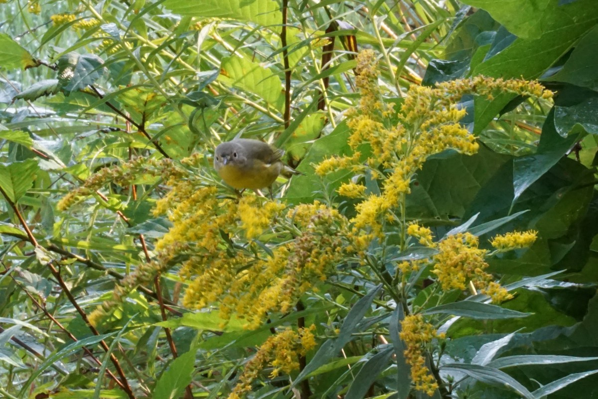 Nashville Warbler - ML371094601