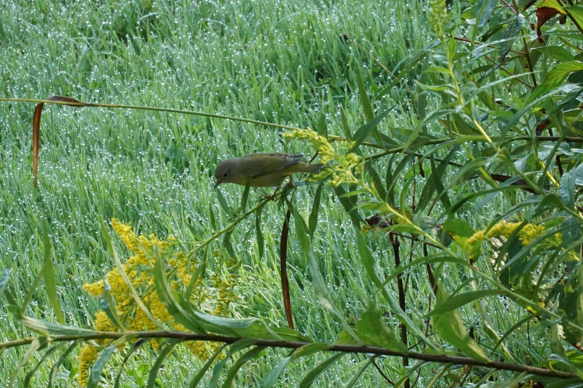 Nashville Warbler - ML371094641