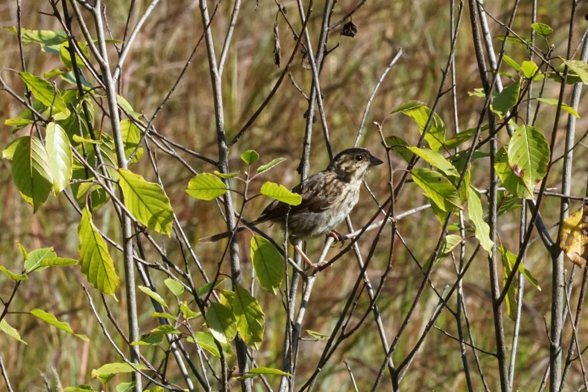 Song Sparrow - ML371095031