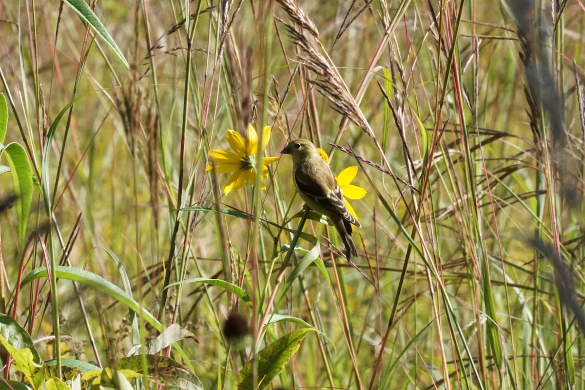 American Goldfinch - ML371095081