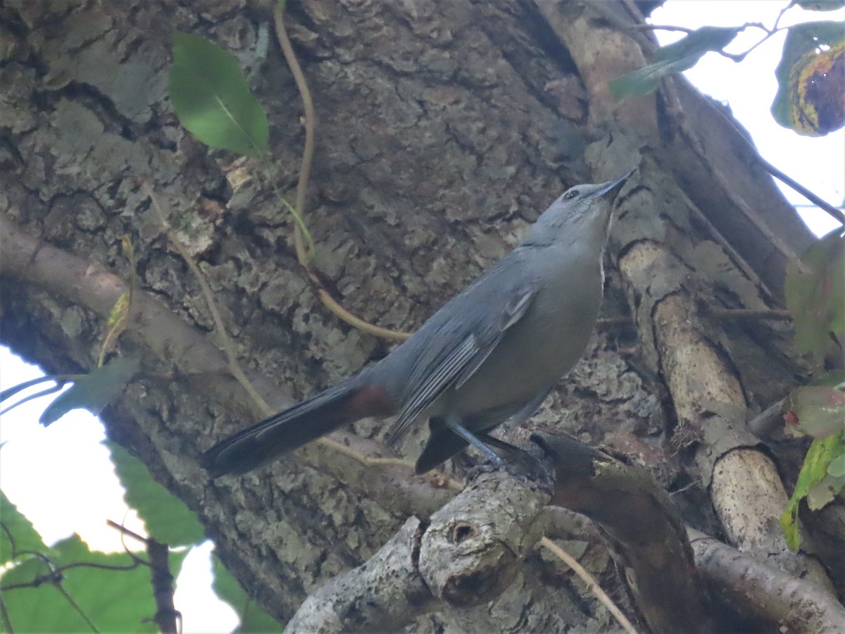 Gray Catbird - ML371095391