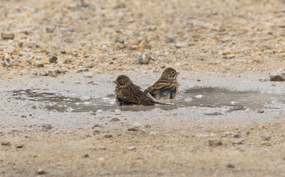 Vesper Sparrow - ML371096411
