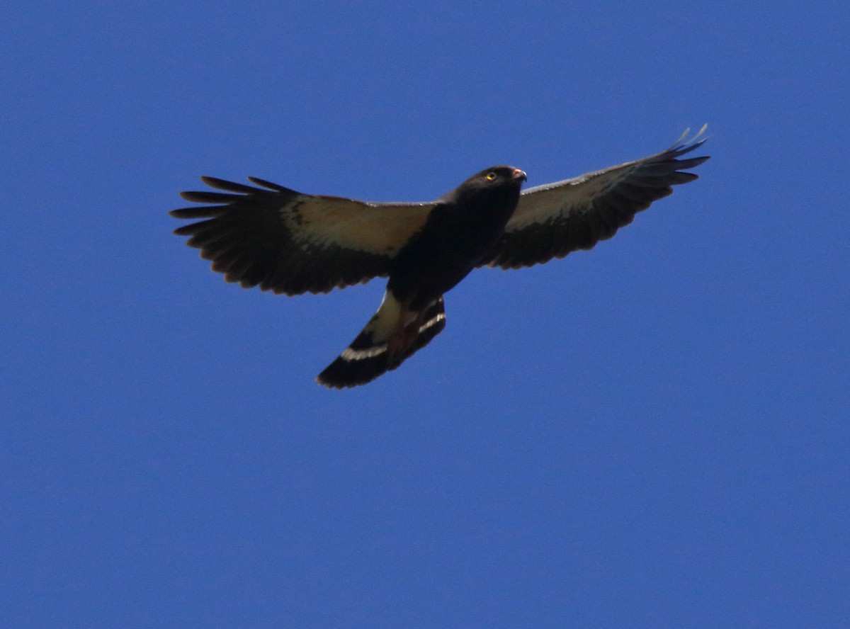 White-rumped Hawk - Fabio Olmos