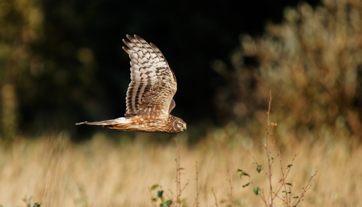 Hen Harrier - ML371097601