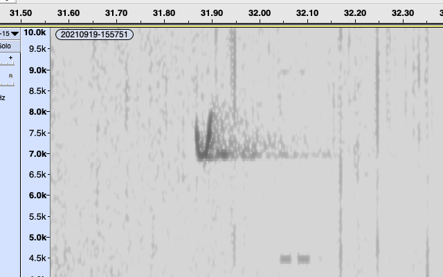 メジロハエトリ属 - ML371099211